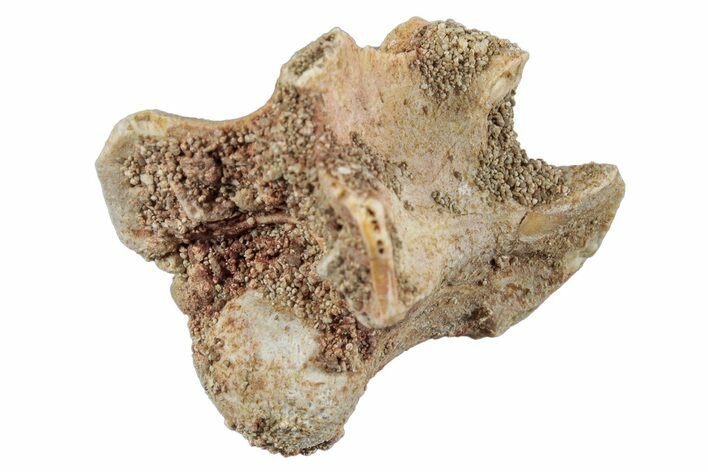 Fossil Sea Snake (Palaeophis) Vertebra - Morocco #261607